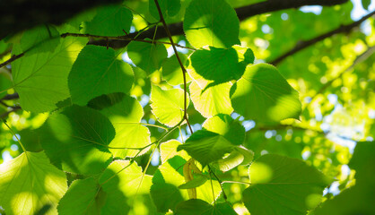 Linden branches and leaves in the summer sun