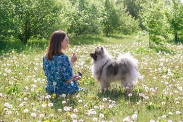 Beautiful woman making a wish while sitting in a dandelion field with her fluffy Keeshond dog.