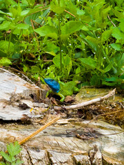 Lizard in the leaves