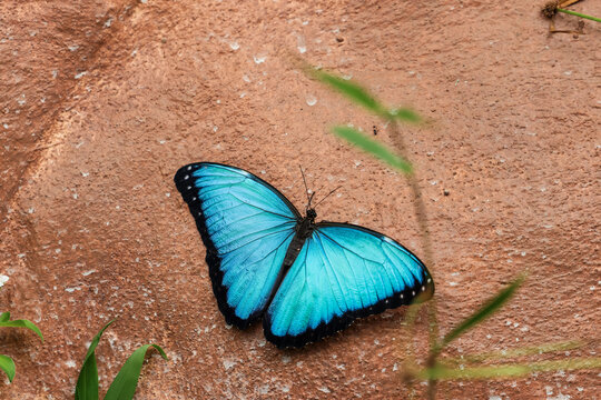 Morpho peleides (Andean blue morpho) butterfly at the Mindo Butterfly Sanctuary, Ecuador