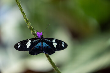 Heliconius doris butterfly at the Mindo Butterfly Sanctuary, Ecuador