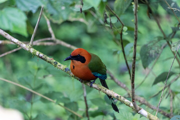 Western Potoo (Bryphthengus martii) in the forest of Mindo, Ecuador