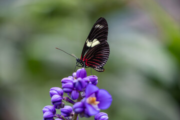 Closeup of Heliconius doris butterfly perched on a purple flower at the Mindo Butterfly Sanctuary
