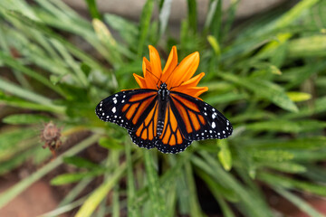 Monarch butterfly (Danaus plexippus) with wings spread at the Mindo Butterfly Sanctuary, Ecuador