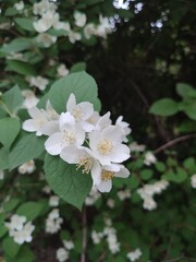 Philadelphus. White flowers.