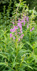 Chamaenerion angustifolium (Epilobium angustifolium) is a perennial herbaceous flowering plant in the family Onagraceae. It is also known  as fireweed or rosebay willowherb.