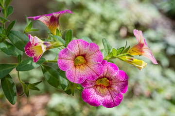 Closeup view of bright pink and yellow flowers of calibrachoa parviflora aka seaside petunia blooming outdoors in garden 
