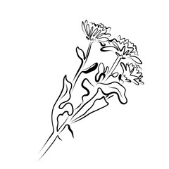 Line drawing. Line art of chrysanthemum flowers bouquet. Vector