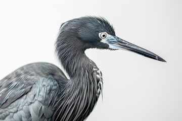 Obraz premium Close-up image of an elegant Little Blue Heron observing its surroundings.