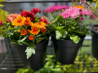 Beautiful red, orange and pink Chrysanthemum balcony garden autumn flowers close up, floral wallpaper background with blooming Chrysanthemums