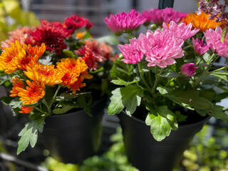 Beautiful red, orange and pink Chrysanthemum balcony garden autumn flowers close up, floral wallpaper background with blooming Chrysanthemums