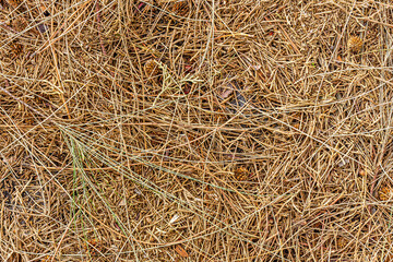 fall brown lying pine needles season background, autumn nature texture of a ground, fallen pine-needles backdrop