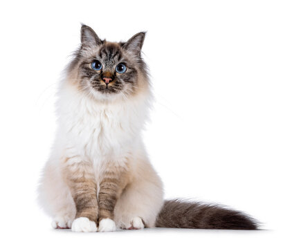 Handsome and expressive Sacred Birman cat, sitting up facing front. Looking curious towards camera. Isolated on white background.