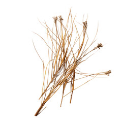 a grass dry cut out background
