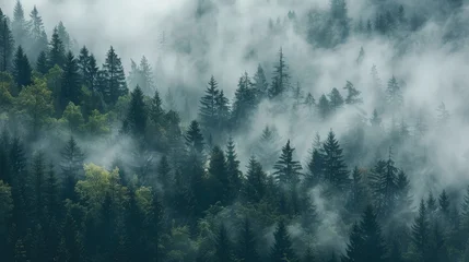 Mist and clouds above pine forest