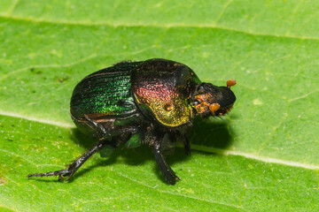 Rainbow Scarab - Phanaeus vindex