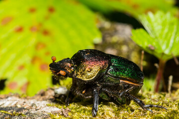 Rainbow Scarab - Phanaeus vindex