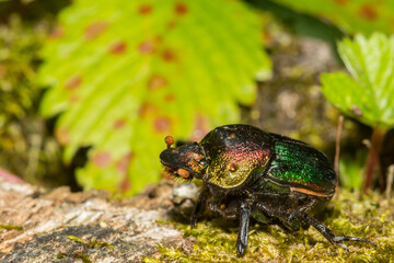 Rainbow Scarab - Phanaeus vindex