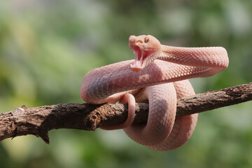 Trimeresurus purpureomaculatus on branch, Mangrove pit viper with defensive position on branch 