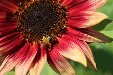 Close-up of Honey bee on red and yellow 