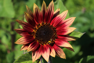 Close-up of Honey bee on red and yellow 