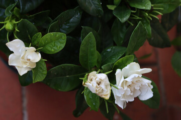 Camellia japonica in bloom. Close-up of white japanese camellia with white flower on branch