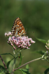Orange and white butterfly on pink flowers of Hemp-agrimony. Eupatorium cannabinum plant in bloom with Melitaea diamina 