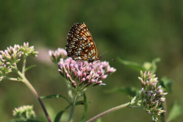 Orange and white butterfly on pink flowers of Hemp-agrimony. Eupatorium cannabinum plant in bloom with Melitaea diamina 