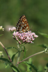 Orange and white butterfly on pink flowers of Hemp-agrimony. Eupatorium cannabinum plant in bloom with Melitaea diamina 