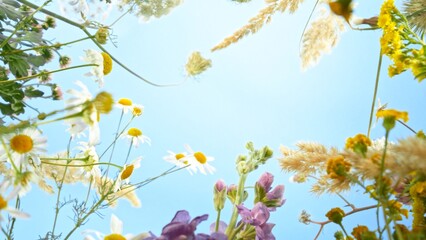 Meadow flowers in bloom moving in the wind with blue sky , down top view