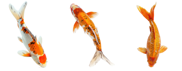 set of gold yellow koi fish swim top view transparent background