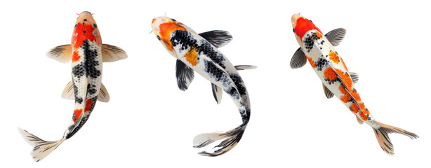 set three koi fish swim top view transparent background