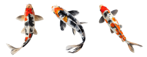 set three koi fish swim top view transparent background