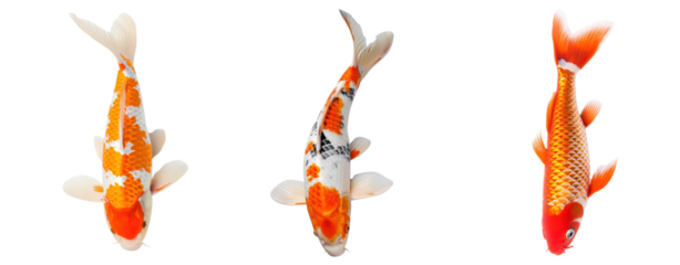 set of koi fish swim top view transparent background