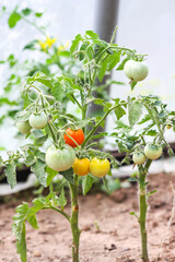 Tomato plants growing in greenhouse. Natural homegrown vegetables in organic vegetable garden.