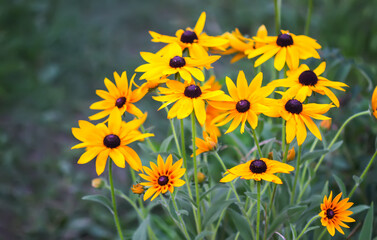 Yellow flowers of the Rudbeckia hirta or Black-Eyed Susan.