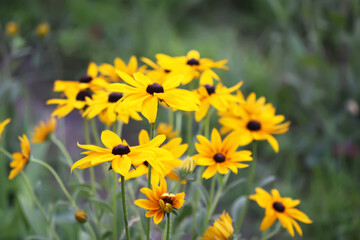 Naklejka premium Yellow flowers of the Rudbeckia hirta or Black-Eyed Susan.