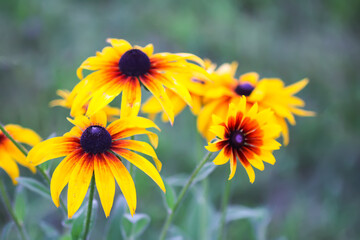 Yellow flowers of the Rudbeckia hirta or Black-Eyed Susan.