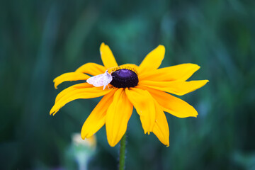Yellow flowers of the Rudbeckia hirta or Black-Eyed Susan.