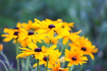 Yellow flowers of the Rudbeckia hirta or Black-Eyed Susan.