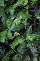 Damaged green leaves of Cherry laurel bush with disease. Prunus laurocerasus tree with holes and...