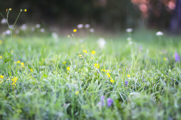 Fototapeta premium Summer field with grass and flowers. Nature in countryside.