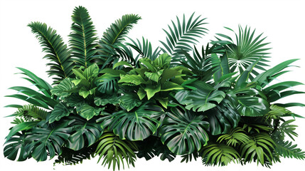 fern leaf isolated on white