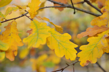 an oak tree with green and yellow leaves close up 