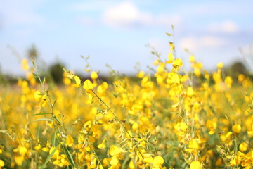 field of yellow flowers