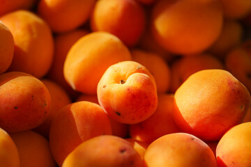 bunch of apricots in the sunlight, orange mood, close-up, harvesting, summer mood