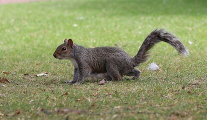 squirrel on the grass