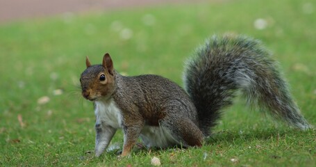 squirrel on the grass