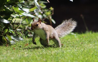 squirrel on the grass