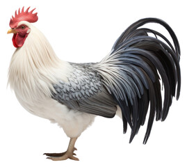 Fototapeta premium PNG Chicken fowl poultry animal.